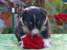 puppies