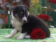 puppies