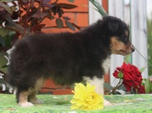 puppies
