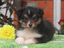 puppies