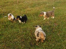 puppies