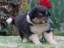 puppies
