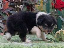 puppies