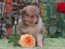 puppies