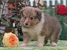 puppies