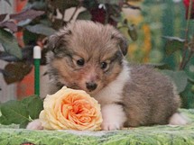 puppies