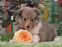 puppies