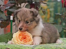 puppies
