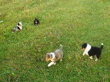 puppies