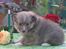 puppies