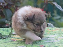 puppies