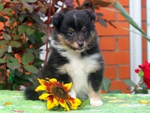 puppies