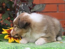 puppies