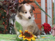 puppies