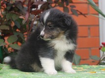 puppies