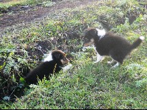puppies