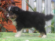 puppies