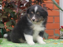 puppies