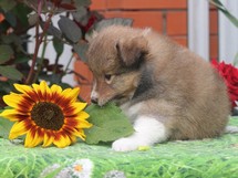 puppies