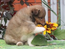 puppies