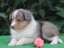 puppies