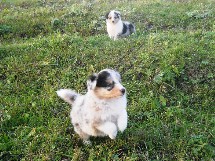 puppies
