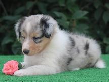 puppies