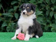 puppies