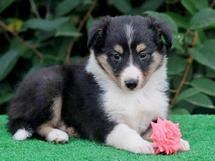 puppies