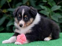 puppies