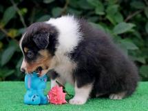 puppies