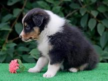 puppies