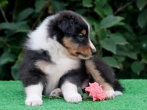 puppies