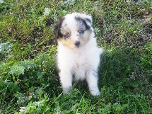 puppies