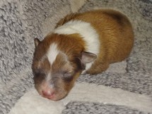 puppies