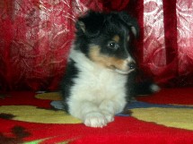 puppies