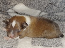 puppies