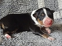 puppies