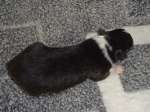 puppies
