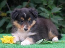 puppies