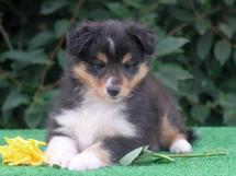 puppies