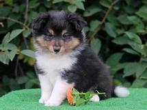 puppies