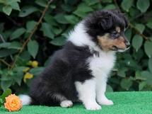 puppies