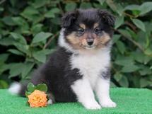 puppies