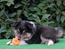 puppies