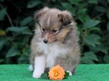 puppies