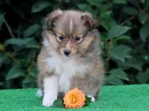puppies