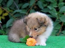puppies