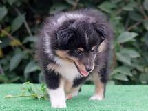 puppies