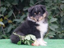 puppies